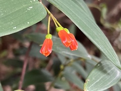 Bomarea distichifolia, photograph (c) Francisco Sánchez Karste, some rights reserved (CC BY)
