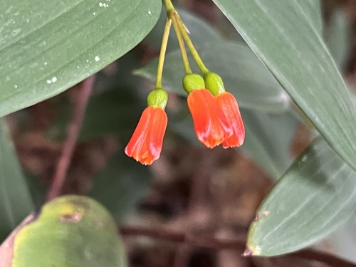 Bomarea distichifolia, photograph 6