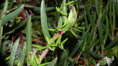 Asparagus volubilis