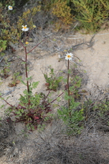 Perityle crassifolia robusta
