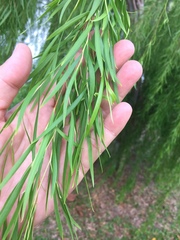 Leptospermum madidum