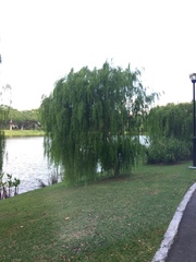 Leptospermum madidum