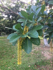 Lophanthera lactescens