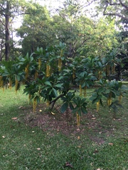 Lophanthera lactescens