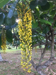 Lophanthera lactescens
