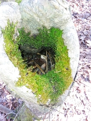 Anacamptodon splachnoides