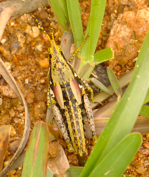 Rubelliina