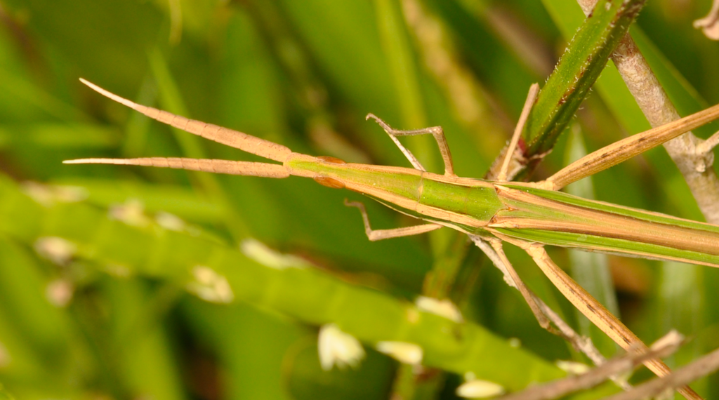 Chromacrida
