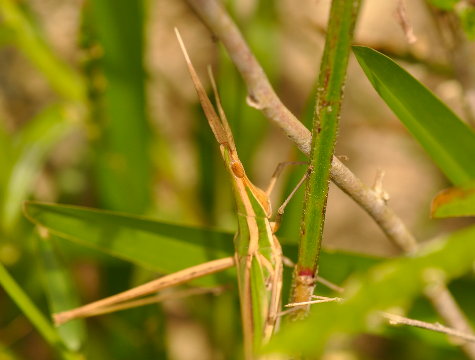 Chromacrida brunneriana