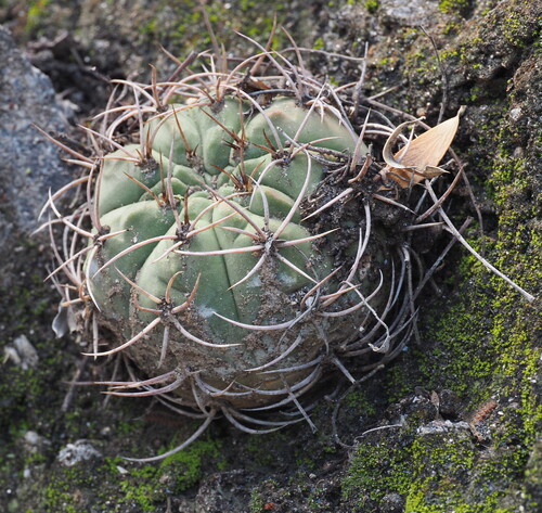 Gymnocalycium nigriareolatum