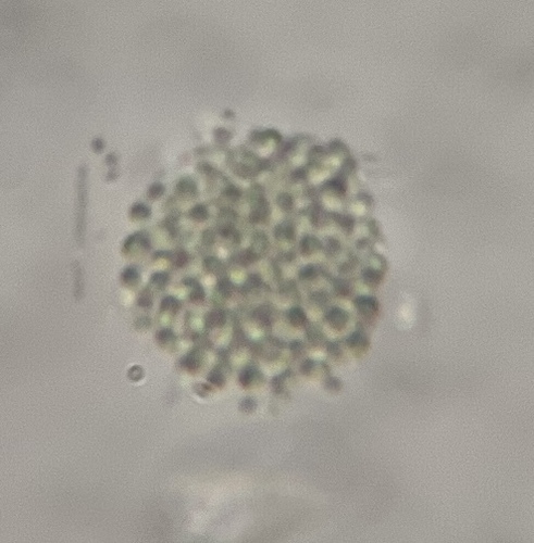 Polycystis, 2026-02-28
