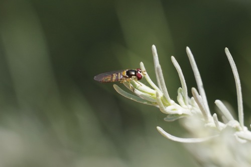 Unknown species found near Alta Vicente Reserve, 30940 Hawthorne Blvd, Rancho Palos Verdes, CA 90275, USA