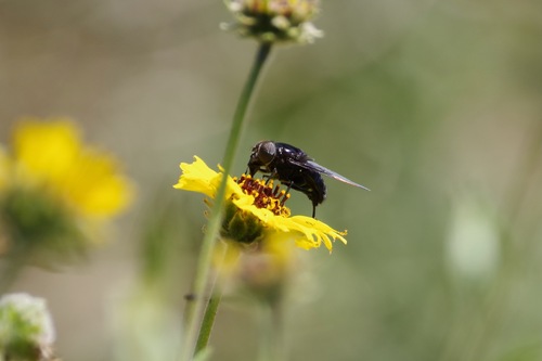 Unknown species found near Alta Vicente Reserve, 30940 Hawthorne Blvd, Rancho Palos Verdes, CA 90275, USA