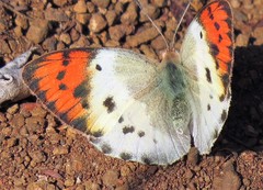 Colotis annae annae
