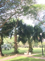 Corypha umbraculifera