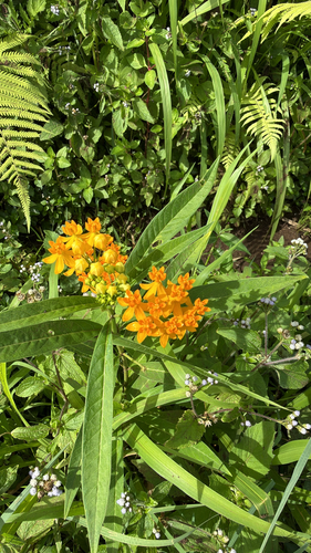 Asclepias curassavica observed 2026-03-03