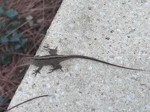 Brown Anole