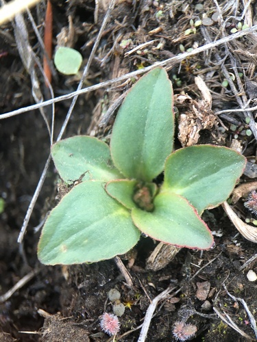 Peak Saxifrage (Micranthes nidifica)