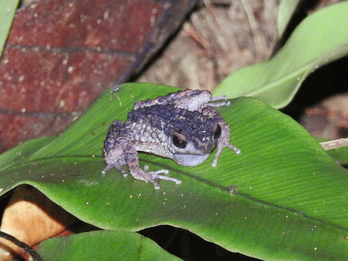 Spiny Slender Toad, Ansonia spinulifer