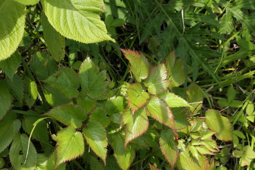 Astilbe hachijoensis iNat (2)