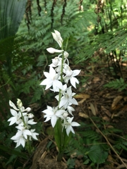 Calanthe aristulifera