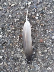 Columba livia domestica