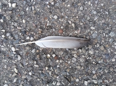 Columba livia domestica