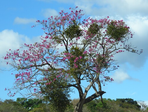 pink ipê (Handroanthus impetiginosus)