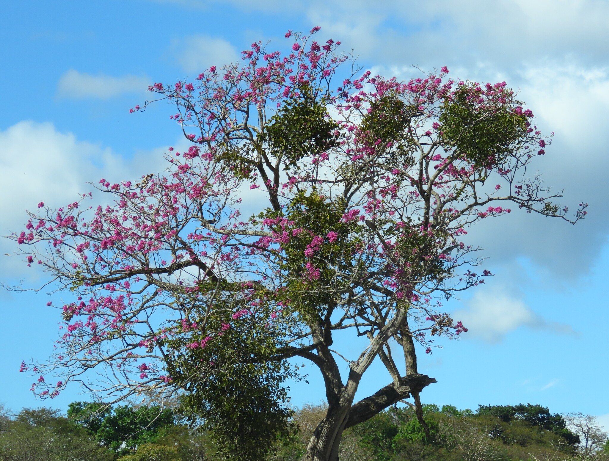 Pink Trumpet-Tree (Handroanthus impetiginosus)