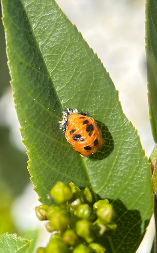 Asian Lady Beetle