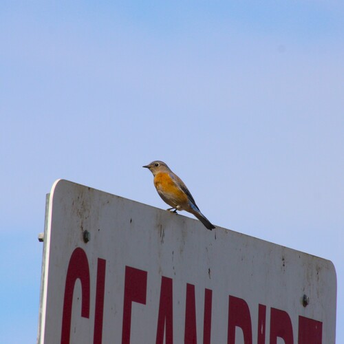iNaturalist observation photo of Western Bluebird