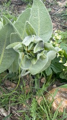Wyethia helenioides, photograph (c) Hydrocycler (Elizabeth Dougherty), some rights reserved (CC BY)