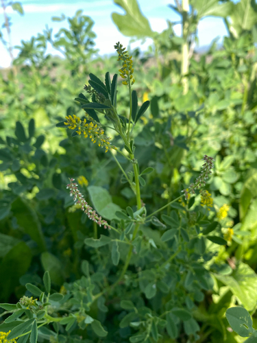 iNaturalist observation photo of small melilot
