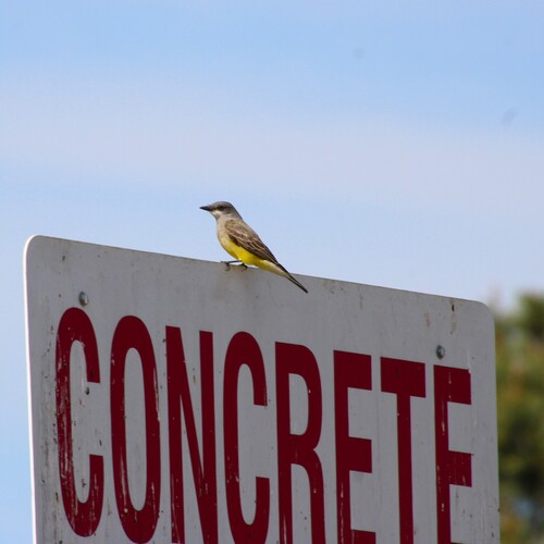 iNaturalist observation photo of Cassin's Kingbird