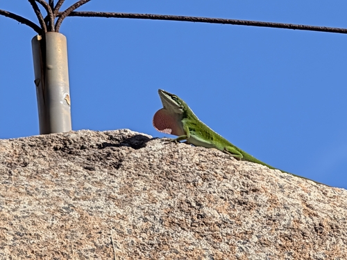 Anole