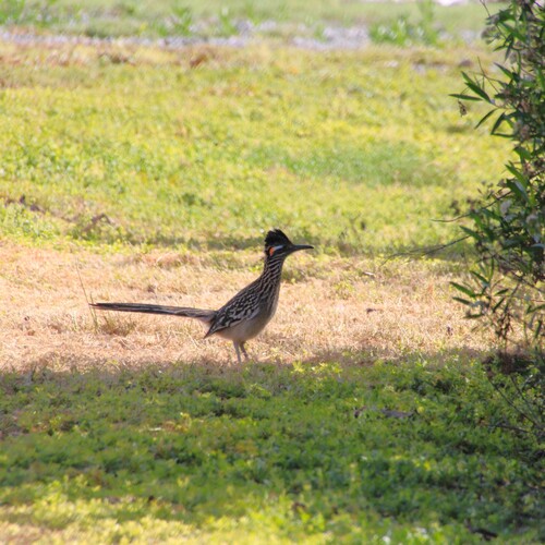 iNaturalist observation photo of Greater Roadrunner