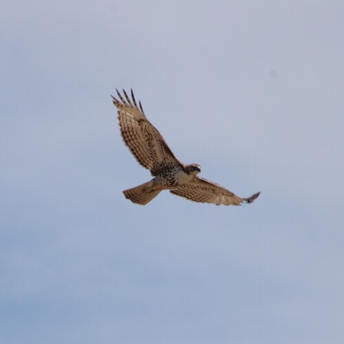 iNaturalist observation photo of Red-tailed Hawk
