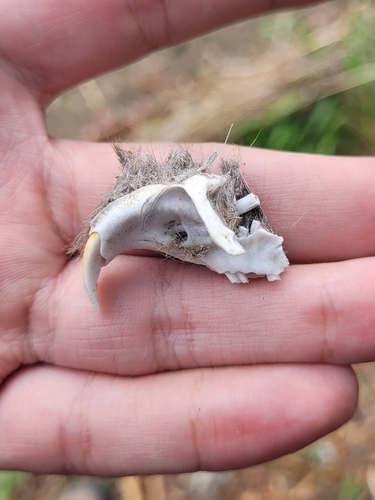 Botta's Pocket Gopher