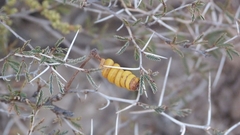 Prosopis reptans