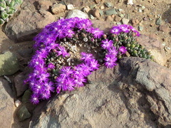 Antimima piscodora