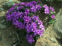 Antimima piscodora
