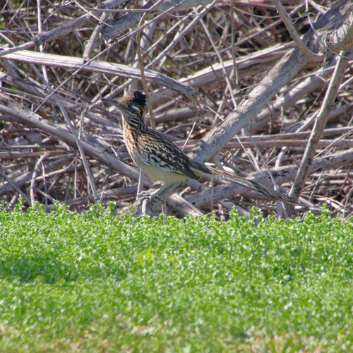 iNaturalist observation photo of Greater Roadrunner
