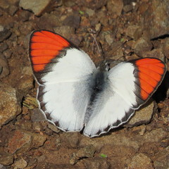 Colotis annae