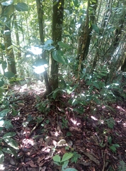 Tinamiformes