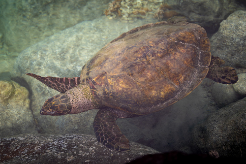 Eretmochelys imbricata