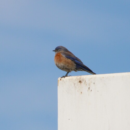 iNaturalist observation photo of Western Bluebird
