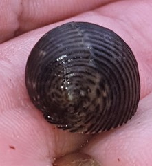 Nerita balteata