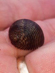 Nerita balteata