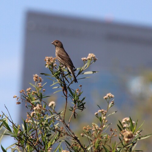 iNaturalist observation photo of House Finch