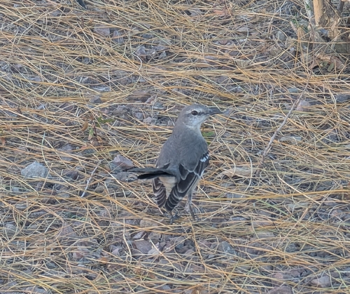 Northern Mockingbird